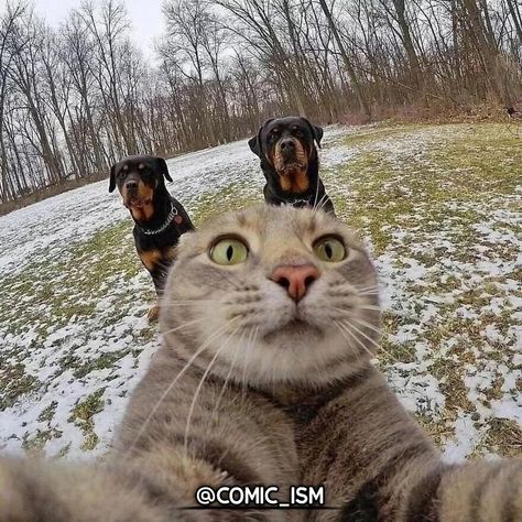 Taking Cat, Cat Selfie, Taking Selfies, Silly Animals, Dog Pin, Cute Photos, Dogs And Cats, Pic Ideas, Cat Memes