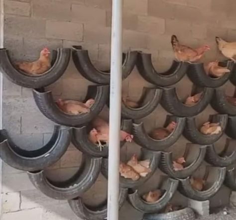 For Chicken Coops and Hen Houses! Love this solution for chickens to roost! Zero Landscape, Reban Ayam, Chicken Roost, Cute Chicken Coops, Chicken Coop Garden, Chicken Barn, Backyard Chicken Coop Plans, Chicken Nesting Boxes, Diy Chicken Coop Plans