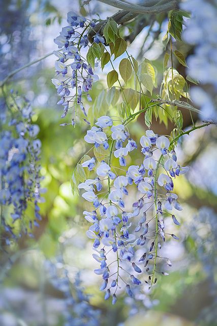 Wisteria by Jacky Parker Floral Art, via Flickr Blue Wisteria, Jacaranda Trees, Wisteria Lane, Jacaranda Tree, Beautiful Flowers Photography, English Cottage Garden, Blue Garden, Gardens Flowers, Blossom Flower