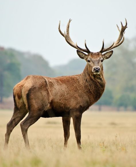 Majestic Red Stag - A powerful red stag standing in an autumn meadow. #RedStag #Autumn Tree Stand Hunting, Deer Species, Autumn Animals, Deer Photos, Deer Pictures, Fallow Deer, Stag Deer, Deer Stand, Red Deer