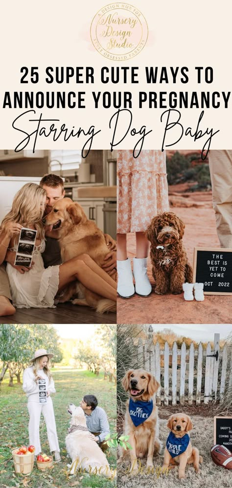 ways to announce your pregnancy with your dog Dog Baby Announcing Ideas, Baby Reveal With Dog, Pregnancy Cute Outfits, Pregnancy Photo Announcement, Dog Pregnancy Announcement Puppies, Golden Retriever Baby Announcement, Pet Gender Reveal, Baby Announcement Photoshoot With Dogs, Gender Reveal Ideas With Dog