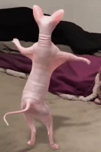 Dancing Sphynx Cat GIF - Dancing Sphynx Cat Sphynx Cat Dancing - Discover & Share GIFs Dancing Cat Gif, Dancing Animated, Cat Dancing, Chat Sphynx, Animal Icon, Dancing Gif, Dancing Cat, Sphynx Cat, Sphynx