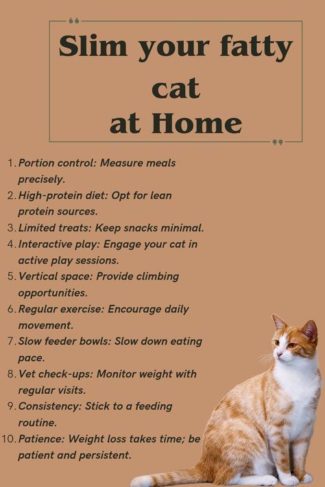 Cat Health Tips, Cat Exercise Ideas, Cat Shed, Cat Knowledge, Cat Symbolism, Cat Tips, Cat Patio, Vet Medicine, Cat Whisperer