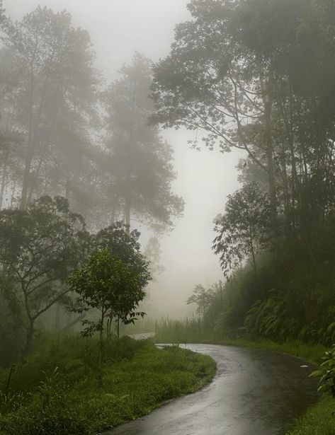 Rainy Jungle Aesthetic, Rainy Cottage, Rainy Countryside, Rain Forest Aesthetic, Rainy Forest Aesthetic, Rainy Scenery, Rainy Landscape, Rain Core, Rain Vibes