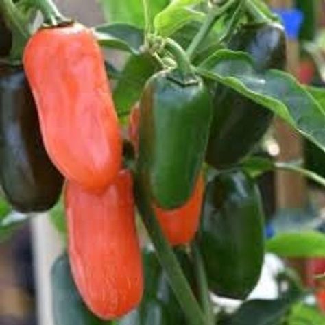 Numex Pumpkin Spice New Mexico Chile Pepper Premium Seed Packet Growing Jalapenos, Jalapeno Plant, Ghost Chili, Chilli Seeds, Bhut Jolokia, Hot Pepper Seeds, Ghost Pepper, Dried Peppers, Capsicum Annuum