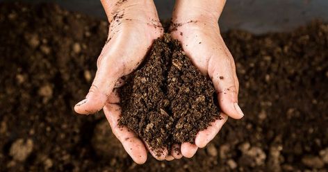 Boost your soil quality by digging, forking and mulching, in our easy soil improvement project. Read more: Bird Feeding Table, Dead Animals, Soil Texture, Urban Gardens, Gardening Projects, Plant Nutrients, Soil Testing, Soil Layers, Earthworms