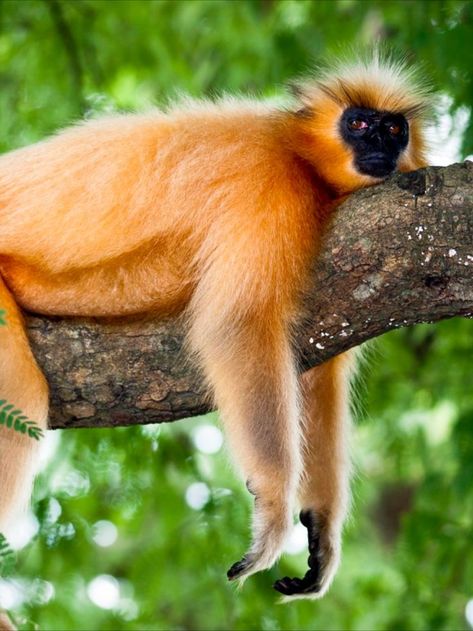 Golden Langur, Langur Monkey, Monkey Sitting, Brahmaputra River, Seed Dispersal, The Wild One, Dog Attack, Habitat Destruction, Monkey Design