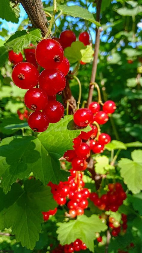 Ripe red currant on the bush in the garden royalty free stock image Currant Bush, Bush Garden, Vector Girl, Red Currant, The Bush, In The Garden, Stock Images Free, The Garden, Photo Image