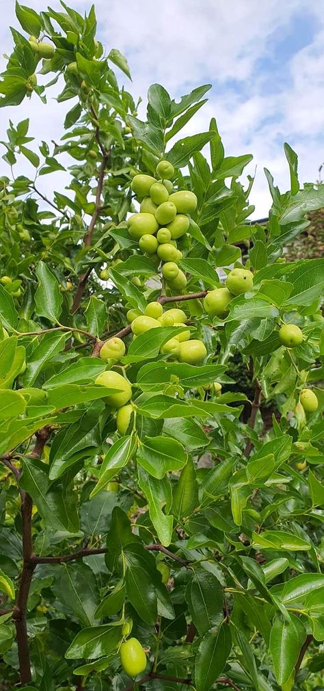 Unlock the secrets to cultivating a thriving jujube tree with these expert tips. From selecting the right variety to mastering watering techniques, this guide will help you achieve a bountiful harvest. Learn about ideal soil conditions, pruning methods, and pest management to ensure your jujube trees flourish. Perfect for both novice gardeners and seasoned growers looking to enhance their fruit yield. Dive into the world of jujube cultivation and enjoy the sweet rewards of your labor. Jujube Tree, Jujube Fruit, Homemade Jerky, Beef Jerky Recipes, Jerky Recipes, Pest Management, Bountiful Harvest, Beef Jerky, Grocery List