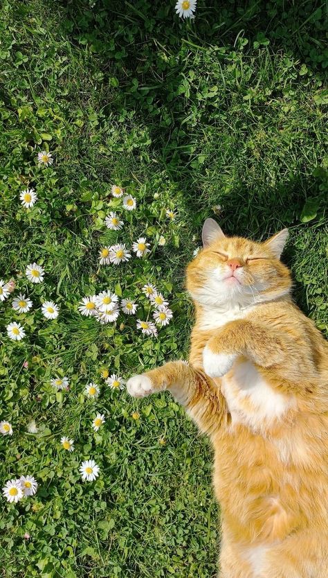 Cats With Flowers Aesthetic, Summer Flowers Aesthetic Wallpaper, Cat In Nature Wallpaper, Happy Wallpaper Iphone Aesthetic, Cute Iphone Home Screen Wallpaper, Cat In Nature Aesthetic, Cat Outside Aesthetic, Cat Flowers Aesthetic, Summer Cat Aesthetic