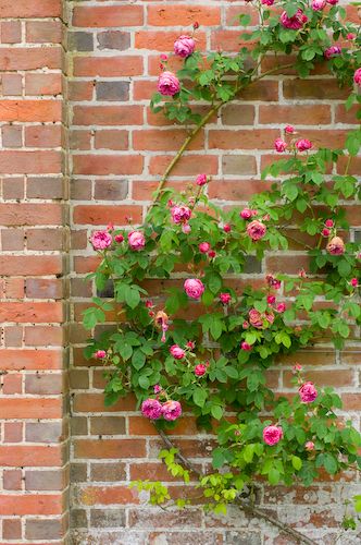 wall of flowers... Climbing Roses On House Brick Walls, Hill Backyard, Garden Wonderland, Orchard Ideas, Wall Climbing Plants, Brick Wall Gardens, Red Climbing Roses, Future House Interior, Rose Plant Care