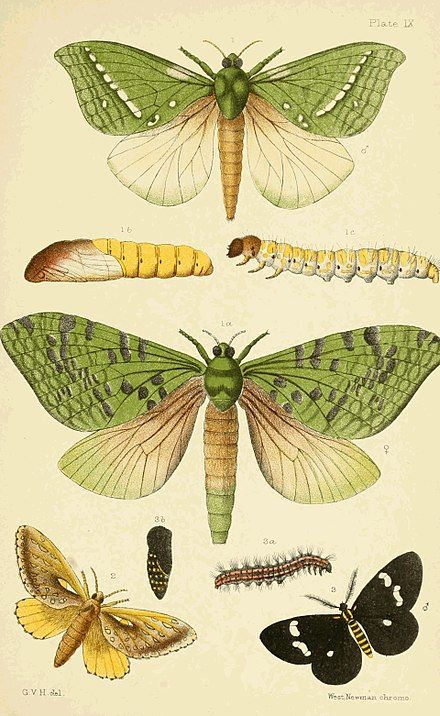 Fauna Illustration, Nature Retreat, Science Illustration, Illustration Botanique, Butterfly Illustration, Antique Illustration, Insect Art, Scientific Illustration, Vintage Illustrations