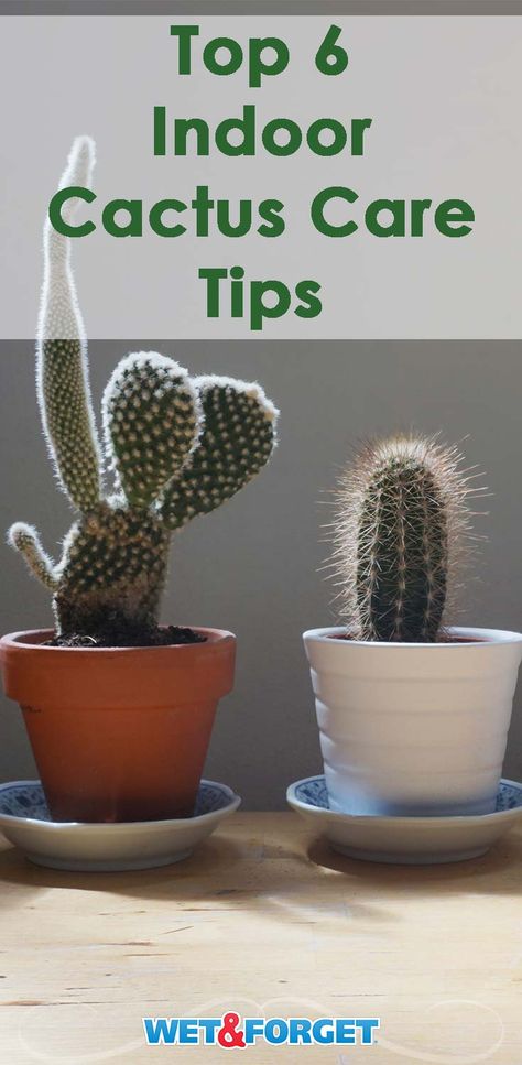 Ask Wet & Forget The Stickler's Guide to Growing a Cactus Indoors | Ask Wet & Forget Cactus Indoors, Indoor Cactus Plants, Small Cactus Plants, Kinds Of Cactus, Cactus Ideas, How To Grow Cactus, Cactus Garden Outdoor, Cactus House, Cactus House Plants