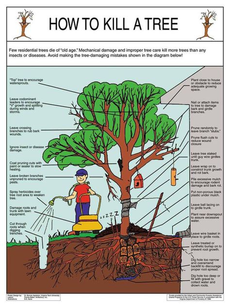 How To Prune Trees, Tattoo Plant, Fall Garden Vegetables, Tree Pruning, Plant A Tree, Fine Gardening, Stay Alive, Tree Care, Garden Trees