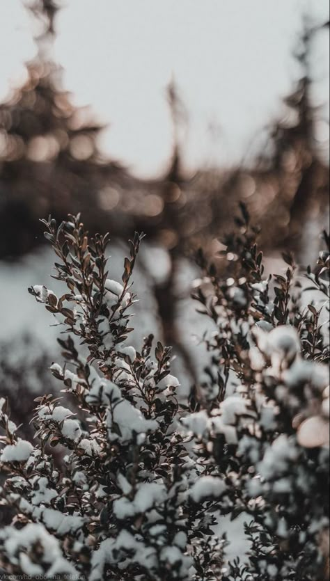 Aesthetic Wallpaper Iphone Vintage, Vintage Lockscreen, Wallpaper Iphone Vintage, Wallpaper Estetika, Aesthetic Wallpaper Iphone, Winter Love, Iphone Homescreen Wallpaper, Winter Wallpaper, Iphone Wallpaper Vintage