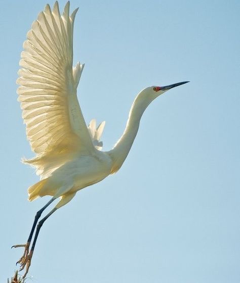 Crane Tattoo, Bird Template, White Crane, Tattoo Animal, Crane Bird, Bird Tattoo, Laura Ingalls, Bird Watcher, Herons