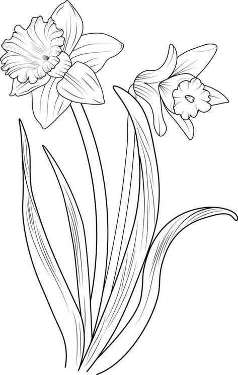 Bouquet of daffodil flower simplicity hand drawn pencil sketch coloring page and book for adults isolated on white background floral element illustration ink art. Dafodill Flowers Drawing, Daffodil Line Drawing, Colored Pencil Flowers, Sketching Flowers, Daffodil Color, White Background Floral, Pencil Flowers, Floral Stencils, Flower Violet