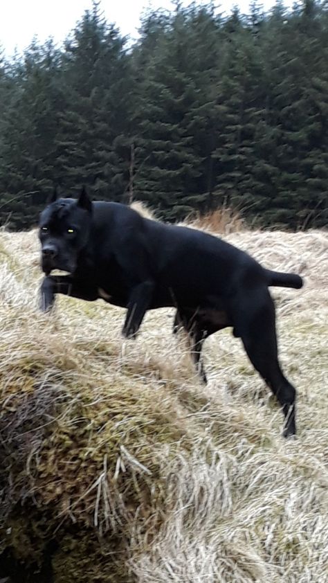 Hector 11 month old working cane corso Scary Cane Corso, Cane Corso Scary, Big Cane Corso, Cane Corso Aesthetic, King Corso Dog, Cane Corso Black, King Corso, Black Cane Corso, Wallpaper Dog Aesthetic