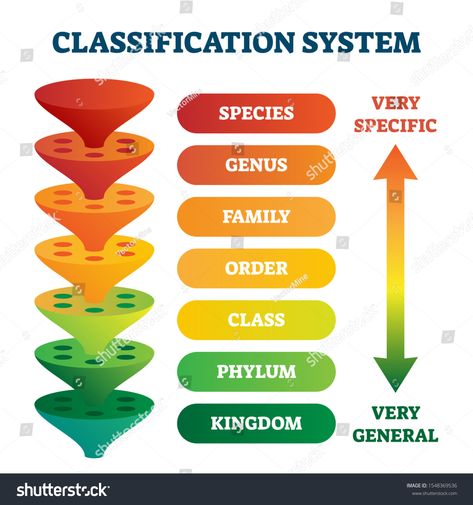 Classification system vector illustration. Labeled taxonomic rank scheme. Educational species, genus, family, order, class, phylum, kingdom and domain pyramid divisions. Zoology and biology basics. #Ad , #spon, #scheme#rank#Educational#genus Classification Of Animals, Taxonomic Classification, Diagram Infographic, Visual Map, Animal Classification, Living Organisms, Teaching Biology, Mental And Physical Health, Homeschool Science