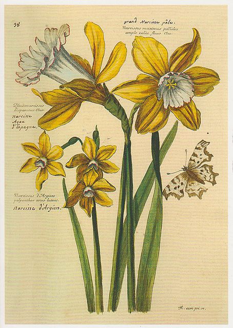 Narcissus Flower, Watercolor Flowers Tutorial, Science Illustration, Flower Drawing Design, Botanical Illustration Vintage, Vintage Poster Art, Botanical Drawings, Botanical Flowers, Vintage Botanical