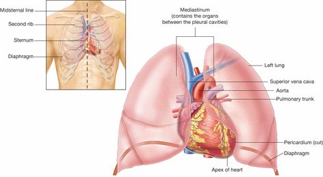 The heart is located in the central thoracic cavity - mediastinum (pericardial cavity), between the lungs. The base is the superior portion, and the apex is the inferior portion to the left. Anatomy Lungs, Thoracic Cavity, Heart Location, Anatomy Physiology, Human Heart, Cardiology, Anatomy And Physiology, Human Anatomy, Lungs