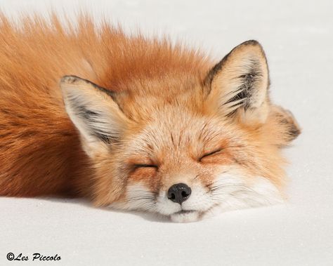 Fox Pictures, What Does The Fox Say, Pet Fox, Sugar Glider, Fox Art, Cute Fox, Red Fox, Animal Photo, Beautiful Animals