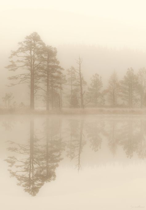 Love the #foggy, #warm look to this shot. The #reflections are beautiful as well. Sometimes great #photography isn't about vibrant colors and contrast; it's about the lack of both. Trees Silhouette, Sound Of Silence, Morning Mist, Unique Photography, Shades Of Beige, Tree Silhouette, French Vanilla, Shades Of White, Dark Forest