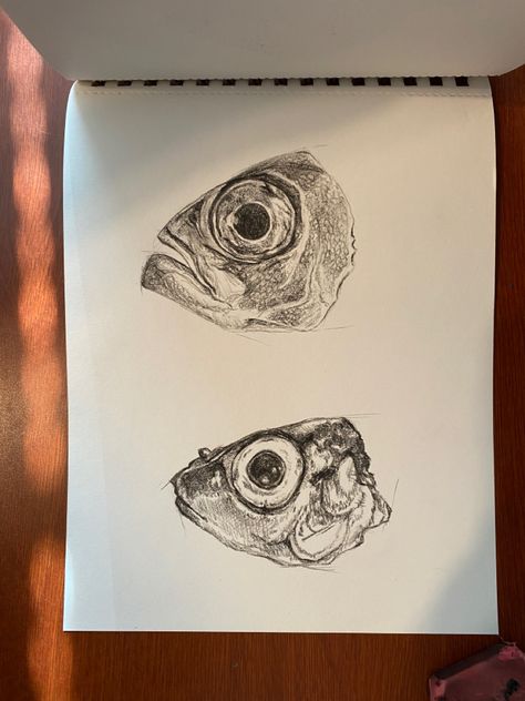 Charcoal sketches of fish heads @paistak on instagram and tumblr Ink Fish Drawing, Fish Head Drawing, Biro Drawing, Fish Sketch, Fish Face, Watercolor Portrait Painting, Observational Drawing, Charcoal Sketch, Fish Drawings