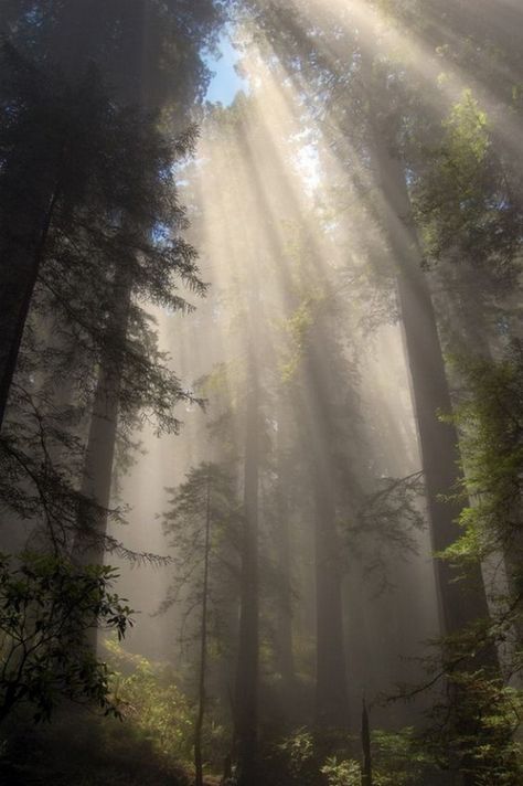 متحف فني, 숲 사진, Dark Naturalism, Foggy Forest, Redwood Forest, The Fog, Nature Aesthetic, Pretty Places, Green Aesthetic