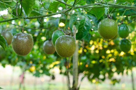 Passion Fruit Vine: How to Grow Passion Fruit | Better Homes and Gardens Growing Passion Fruit, Passion Fruit Vine, Passionfruit Vine, Passion Fruit Plant, Garden Arch Trellis, Fruit Bearing Trees, Vine Trellis, Growing Fruit Trees, Outdoor Trellis