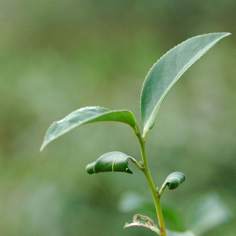 Tea Tree Essential Oil Benefits: Fights Infections, Kills Mold Tea Tree Essential Oil Benefits, Essential Oils And Their Uses, Tea Tree Oil Uses, Oils And Their Uses, Essential Oils Benefits, Energy Chakras, Oils Benefits, Caring For Yourself, What Is Health