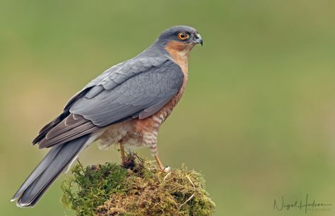 Sparrow Hawk | Sparrow Hawk (male) www.facebook.com/nigelhod… | Flickr Hawk Photography, British Birds Of Prey, Sparrow Hawk, Fastest Bird, Telegram App, Sparrowhawk, Red Kite, Get Free Stuff, Bird Garden