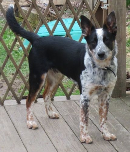 Harley the Border Heeler standing on a wooden porch with a wooden gate behind it Red Heeler Puppies, Dog Hybrid, Aussie Cattle Dog, Australian Cattle Dog Mix, Baby Tigers, Heeler Puppies, Blue Heeler Dogs, Unique Dog Breeds, Collie Puppies