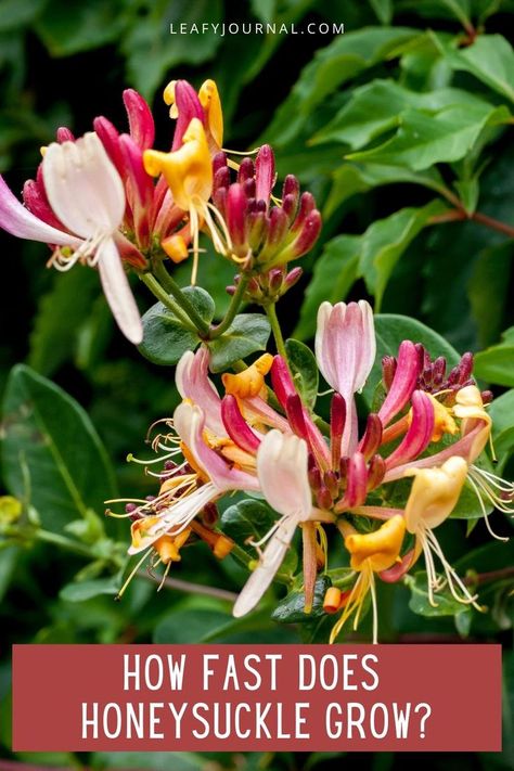 How Fast Does Honeysuckle Grow Garden Area Ideas, Plant Growing Hacks, Growing Hacks, Plant Growing Tips, Honeysuckle Plant, Million Flowers, Honeysuckle Flower, Plant Growing, Home Farm