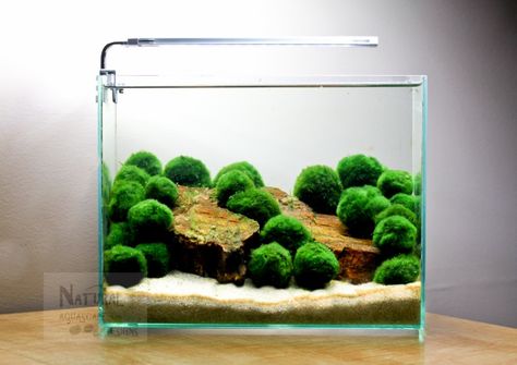 Marimo moss Ball Aquascape. This would make a great beta tank. Marimo Moss Ball Aquarium, Nano Aquascape, Moss Ball Aquarium, Marimo Moss Ball, Marimo Moss, Aquascape Design, Indoor Water Garden, Aquarium Terrarium, Moss Ball