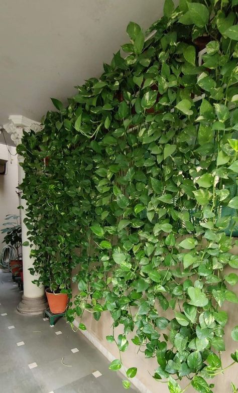 Money Plant Indoor, Wall Hanging Decorations, Vertical Wall Planter Pots, Indoor Plant Wall, Metal Board, نباتات منزلية, Vertical Garden Wall, Plants Wall, Plants Ideas