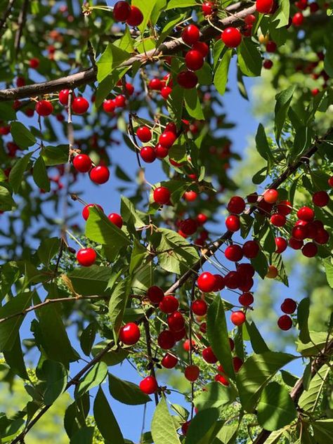 Cherry Cherry, Beautiful Scenery Photography, Cherries Jubilee, Beautiful Angels Pictures, Types Of Fruit, Flowers Photography Wallpaper, Fruit Photography, Beautiful Fruits, Beautiful Flowers Garden