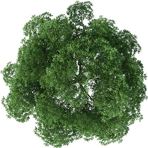 Tree Top View Png Photoshop, Tree Top View Architecture, Tree Top View Png, Tree Plan Photoshop, Tree Plan Png, Photoshop Tree, Tree Top View, Plan Photoshop, Tree Psd