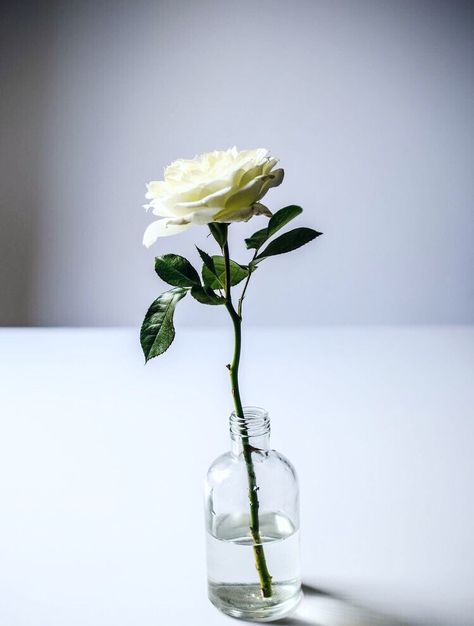 She was a garden of a single rose blossoming in infinite ways🌹 Garden Rose, Single Rose, Simple Flowers, Ikebana, Organic Gardening, My Flower, White Rose, Flowers Plants, White Roses