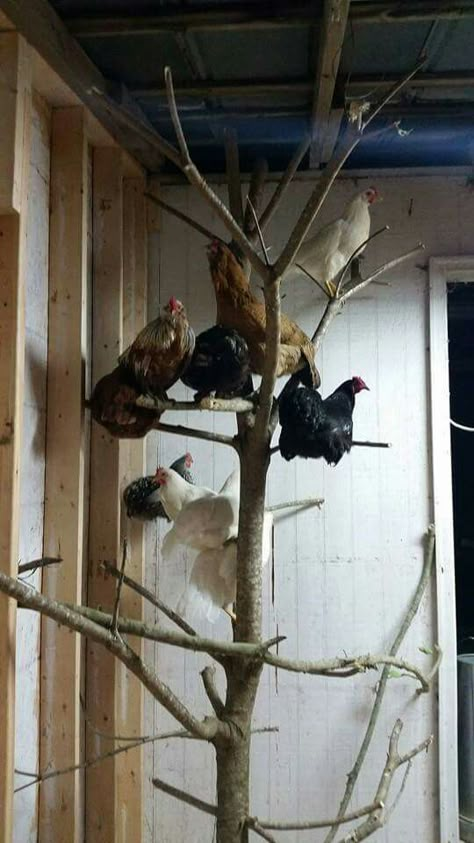 Reban Ayam, Chicken Perches, Chicken Roost, Cute Chicken Coops, Chicken Coop Garden, Backyard Chicken Coop Plans, Diy Chicken Coop Plans, Chicken Coop Run, Backyard Chicken Farming