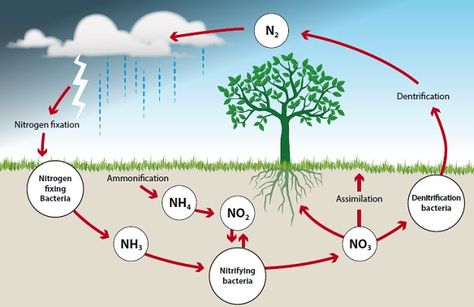 Nitrogen Cycle | Land Management Online Course Coal And Petroleum, Garden Science, Sustainable Development Projects, Cycle Drawing, Plant Biology, Science Drawing, Nitrogen Fixation, Nitrogen Cycle, Ultra Hd 4k Wallpaper