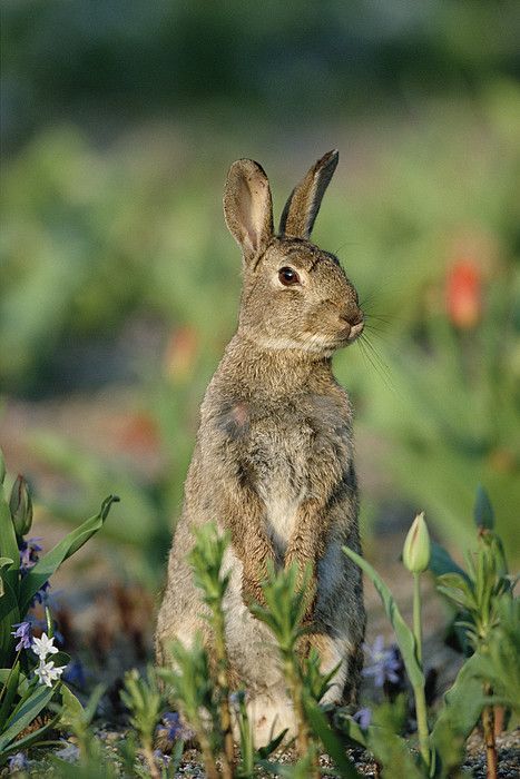 European Rabbit Irish Hare, Rabbit Pictures, Rabbit Photos, Cute Bunny Pictures, Bunny Painting, Country Lane, Oversized Art, Bunny Pictures, Year Of The Rabbit