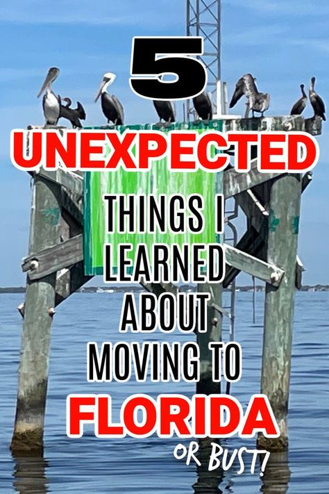 Pelicans sitting on a sign over the water in Florida Moving To A Different State, Moving To Florida Announcement, Move To Florida, Where To Move U.s. States, Spring Hill Florida, Pros And Cons List, Driving Through Florida Keys, Santa Rosa Beach Florida, Florida East Coast