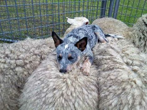 Blue Heelers, Rescue Puppies, Sleeping Puppies, Australian Cattle Dogs, Söt Katt, Cattle Dogs, Love My Dog, Blue Heeler, Sleeping Dogs