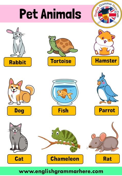 English Pet Animals Names, Definition and Example Sentences Pet Animals Names In this lesson we will examine the topic of pet animal names. Animals can be divided into wild and domesticated animals. Animals that grow in nature and obtain their own food are wild animals. But among the wild animals are animals raised by humans, kept away from the natural habitat and tame. So in short, there are those who can be tamed from wild animals. Animals that are fed by human beings, have learned to live ... Animals Name In English, English Activities For Kids, Animal Flashcards, Animal Worksheets, Learning English For Kids, English Worksheets For Kids, Flashcards For Kids, Kids English, English For Kids