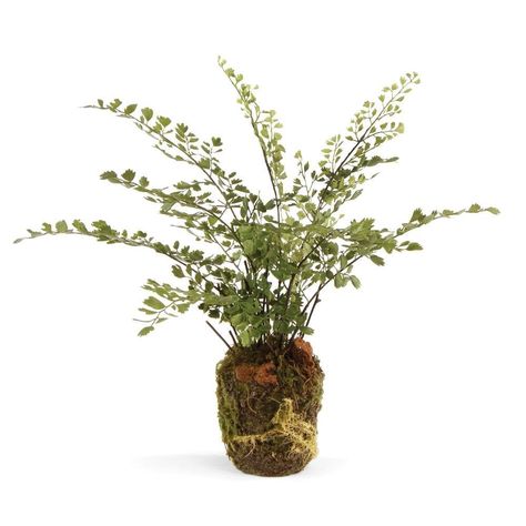 CONSERVATORY MAIDENHAIR FERN DROP-IN 13' * Click image for more details. Maiden Hair, Plants Vases, Maidenhair Fern, Household Plants, Home Garden Plants, Spring Bulbs, Plants Decor, Long Island Ny, Amazon Storefront