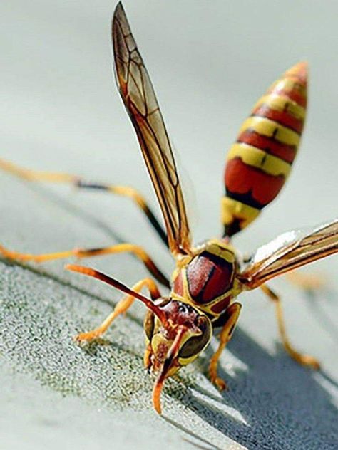 Radioactive Animals, Wasp Photography, Hornet Insect, Wasps And Hornets, Cool Insects, Insect Photography, Beetle Insect, Bees And Wasps, Cool Bugs