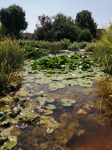 Hungary Countryside, Hungary Nature, Home Environment, Victorian Gothic, Nature Aesthetic, Water Lilies, Summer 24, Catfish, Hungary