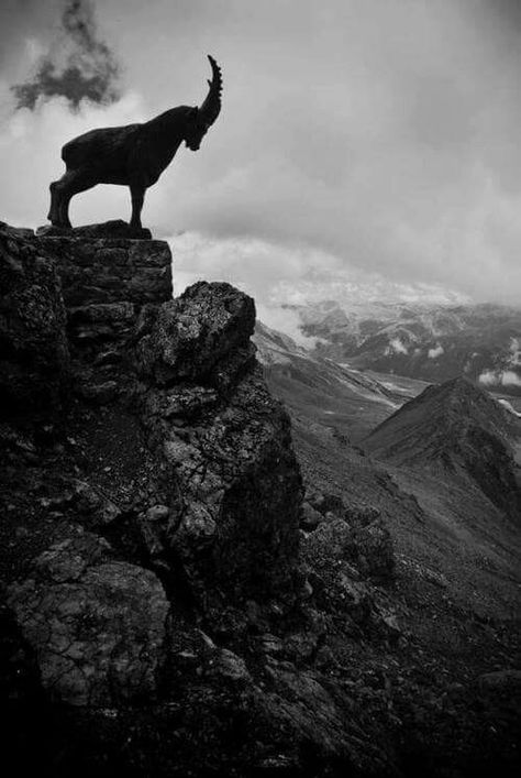 Mountain Goats, Mountain Goat, A Goat, Animal Planet, Animal Photo, Wild Life, 귀여운 동물, Wild Animals, Beautiful Creatures