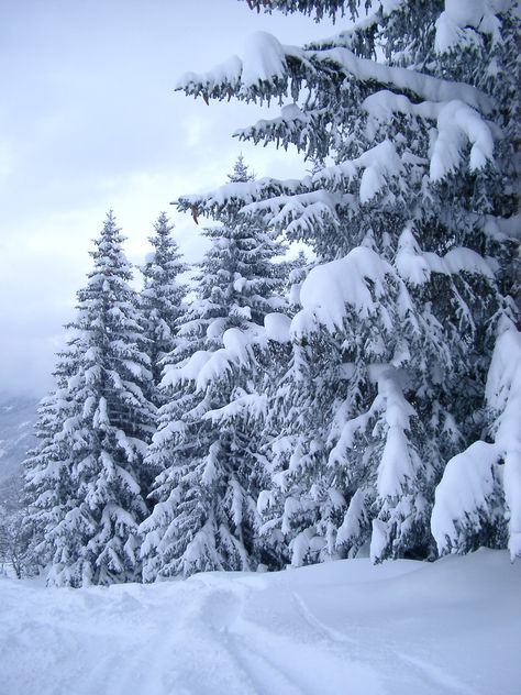 Snowy Colorado Trees | festive christmassy card fir fur snowy trees1969 jpg 1536x2048 979kb ... Fur Tree, Fir Trees, Snow Covered Trees, Snowy Trees, Blue Sky Background, Winter Scenery, Winter Beauty, Fir Tree, Winter Wonder